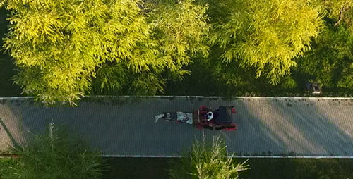 Horse-Drawn Carriage Ride Through Scenic Rural Park