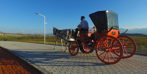Scenic Horse Carriage Ride in Outdoor Park