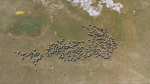 Aerial View of Sheep Grazing in Field