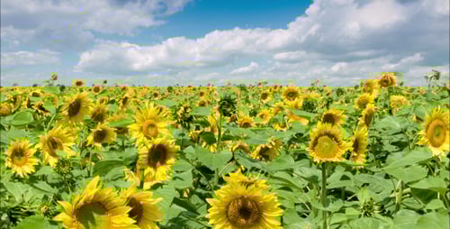 Sunflowers Field