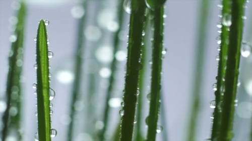 Green Grass In Rain