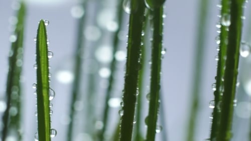 Green Grass In Rain
