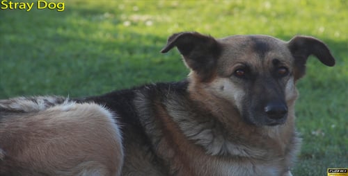 Dog Laying on Green Grass Lawn