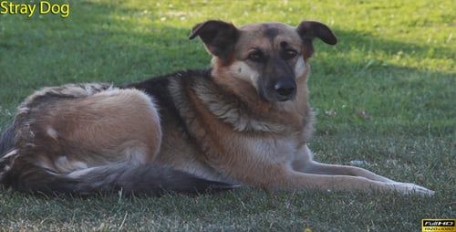 Dog Resting in the Grass on a Sunny Day