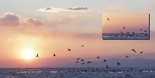 Goélands gelés 2 (coucher de soleil)