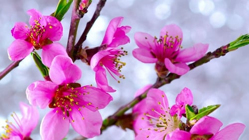 Time-Lapse of Pink Flowers Blossoming in Spring