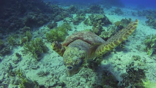 Sea Turtle Swimming Underwater in Natural Habitat