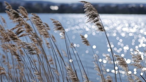 Reeds Blowing Gently by the Water