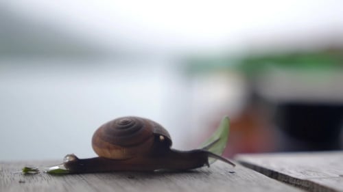 Creeping Snail. .