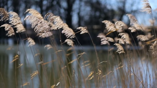 Pampas Grass Moving Gently in the Breeze