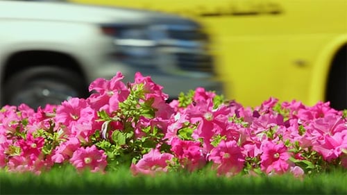 Spring Flowers in the City