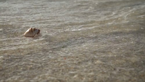 Muschel am Sandstrand