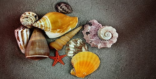 Muscheln im Sand