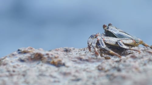 Crab On The Rock At The Beach,