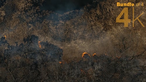 Wald in Flammen