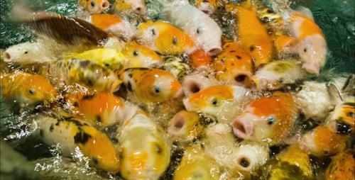Koi Fish Swimming in a Group