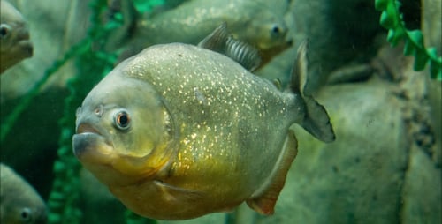 Piranha-Fisch