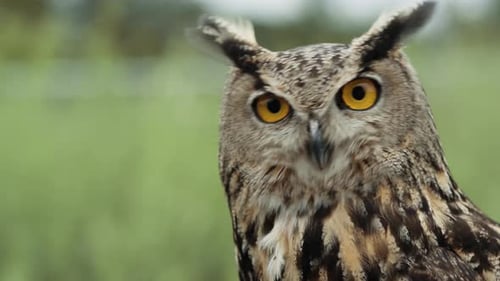 Eagle owl close up face and feathers - bird of prey in the wild portrait