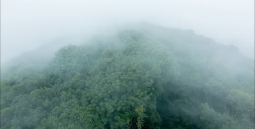 Fast Clouds Over Trees