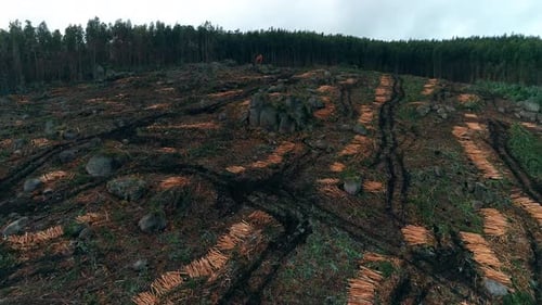 Aerial View of Deforested Hillside With Timber