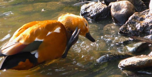Die Ente reinigt sich selbst in Lake 1