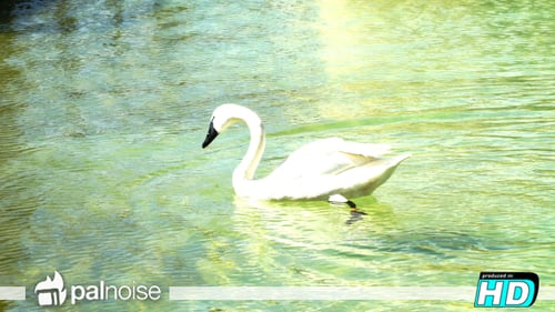 Schwan schwimmen