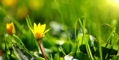 Spring Flowers