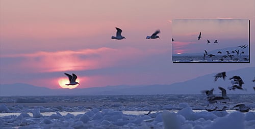 Frozen Sea Gulls 3 (Sunset)
