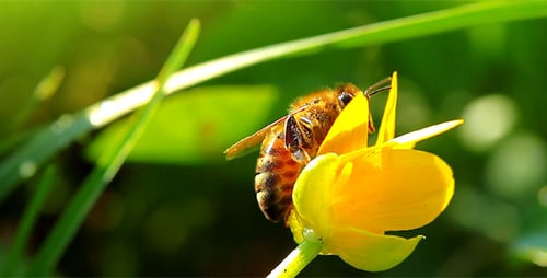 Kleine Biene