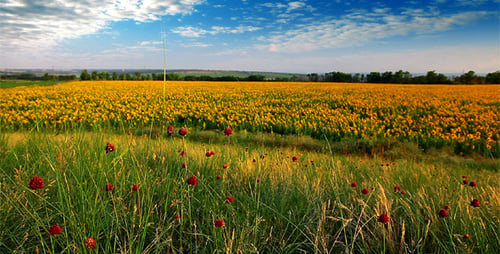 Sommer-Landschaft