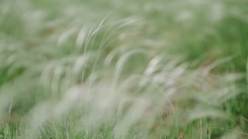 Wind raschelt Das Gras im Feld, grüner Hintergrund