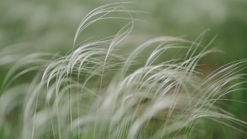 Wind raschelt Das Gras im Feld, grüner Hintergrund