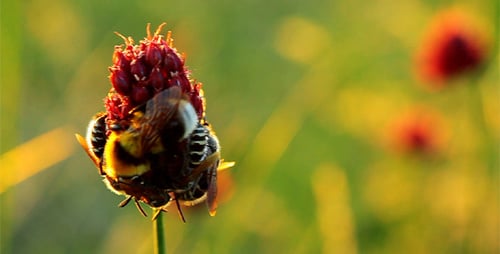 Bees