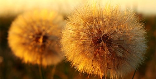 Golden Dandelions Glow in Rural Sunset Light