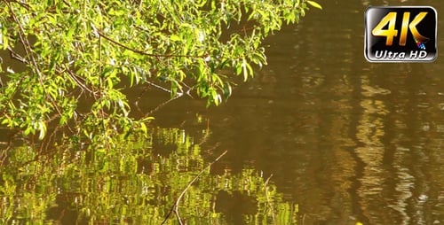Grüner See und Pflanzenreflexion 2
