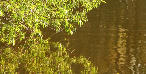 Lago verde e reflexão vegetal 2