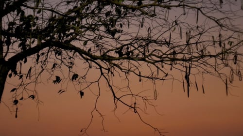 Bare Tree Silhouette Against Colorful Sunrise or Sunset