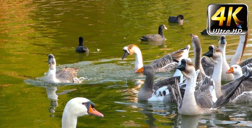 Goose Animal in Lake 5