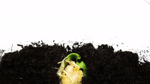 Samen Kürbispflanze Wurzeln schlagen und aus dem Boden kommen Keimsequenz Triebe Evolution Zeitraffer