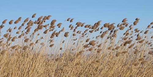 El viento sopla los tallos de la caña