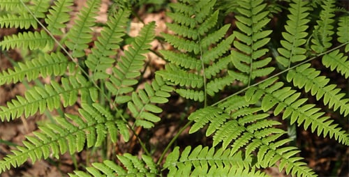 Branch of a Fern