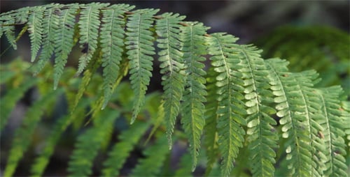 Branch of a Fern