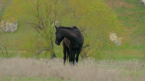 Das
schwarze Pferd frisst das Gras mit gesenktem Kopf.