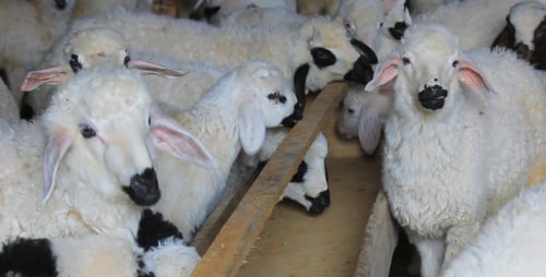 Woolly Lambs Feeding Together on the Farm