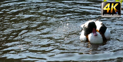 Duck is Cleaning Itself in Lake 2