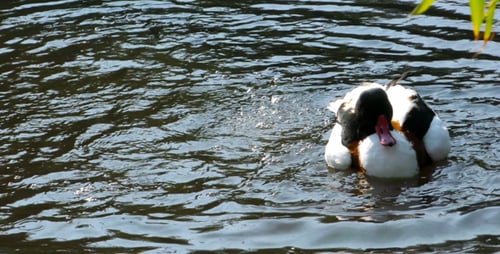 Duck is Cleaning Itself in Lake 2
