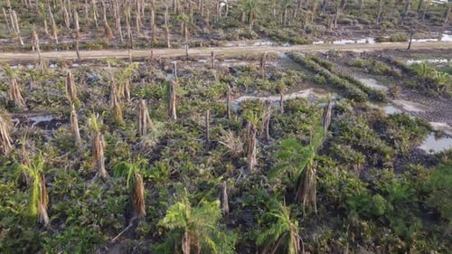 Dead oil palm in wetland