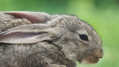 Conejo. Hermoso animal de naturaleza salvaje