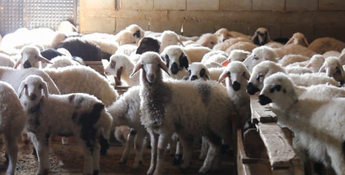 Sheeps