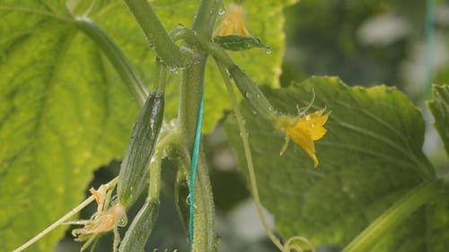 Fresh Cucumbers and Flowers in Greenhouses